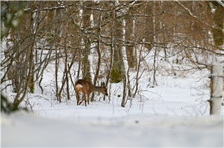 På en lille tur i Fosdalen traf jeg denne fyr som heldigvis ikke opdagede mig lige med det samme.....