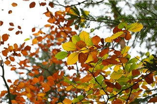 Oktoberbillede - naturen er fyldt med flotte farver lige før lukketid